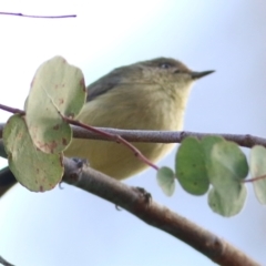 Acanthiza reguloides (Buff-rumped Thornbill) at Felltimber Creek NCR - 2 May 2021 by Kyliegw