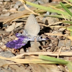 Zizina otis (Common Grass-Blue) at West Wodonga, VIC - 2 May 2021 by Kyliegw