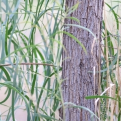 Acacia implexa (Hickory Wattle, Lightwood) at Wodonga - 2 May 2021 by Kyliegw