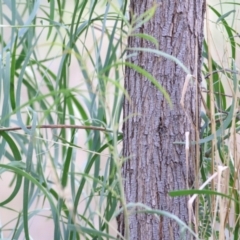 Acacia implexa (Hickory Wattle, Lightwood) at West Wodonga, VIC - 2 May 2021 by Kyliegw