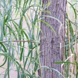 Acacia implexa at West Wodonga, VIC - 2 May 2021