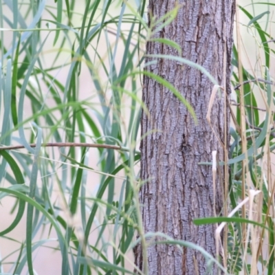 Acacia implexa (Hickory Wattle, Lightwood) at Wodonga - 2 May 2021 by Kyliegw