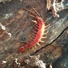 Lithobiomorpha (order) (Unidentified stone centipede) at Latham, ACT - 11 May 2021 by trevorpreston