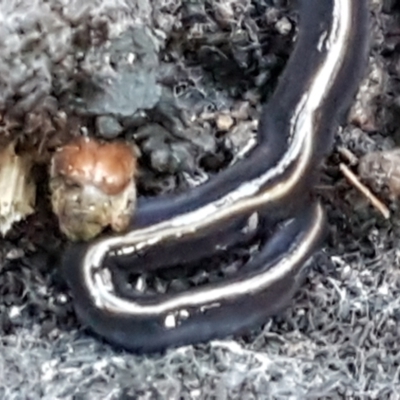 Caenoplana coerulea (Blue Planarian, Blue Garden Flatworm) at Latham, ACT - 11 May 2021 by trevorpreston