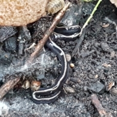 Caenoplana coerulea at Latham, ACT - 11 May 2021