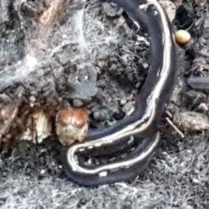 Caenoplana coerulea at Latham, ACT - 11 May 2021