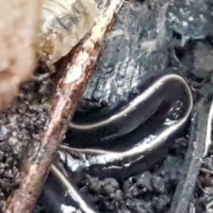 Caenoplana coerulea at Latham, ACT - 11 May 2021