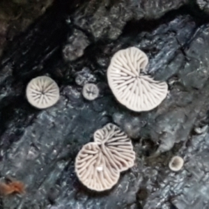 Resupinatus at Latham, ACT - 11 May 2021