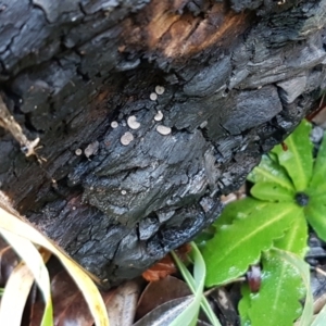 Resupinatus at Latham, ACT - 11 May 2021