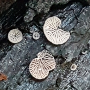 Resupinatus at Latham, ACT - 11 May 2021