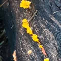 Dacryopinax spathularia (Dacryopinax spathularia) at Umbagong District Park - 11 May 2021 by tpreston