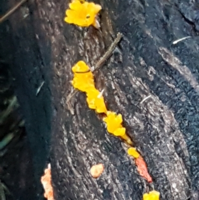 Dacryopinax spathularia (Dacryopinax spathularia) at Latham, ACT - 11 May 2021 by tpreston