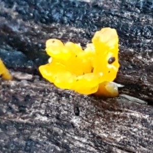 Dacryopinax spathularia at Latham, ACT - 11 May 2021