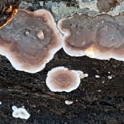 Xylobolus illudens (Purplish Stereum) at Latham, ACT - 11 May 2021 by tpreston