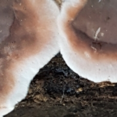 Xylobolus illudens at Latham, ACT - 11 May 2021