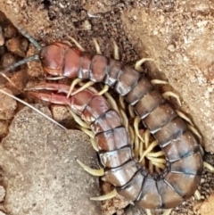 Cormocephalus aurantiipes (Orange-legged Centipede) at Latham, ACT - 11 May 2021 by trevorpreston