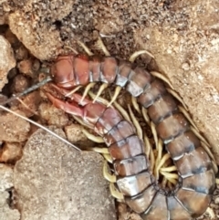 Cormocephalus aurantiipes at Latham, ACT - 11 May 2021 04:47 PM