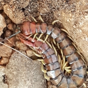 Cormocephalus aurantiipes at Latham, ACT - 11 May 2021