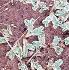 Riccia sp. (genus) (Liverwort) at Umbagong District Park - 11 May 2021 by tpreston