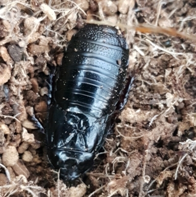 Panesthia australis (Common wood cockroach) at Latham, ACT - 11 May 2021 by tpreston