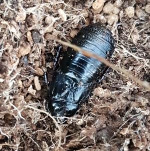 Panesthia australis at Latham, ACT - 11 May 2021