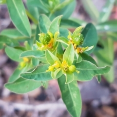 Euphorbia oblongata (Egg-leaf Spurge) at Latham, ACT - 11 May 2021 by trevorpreston