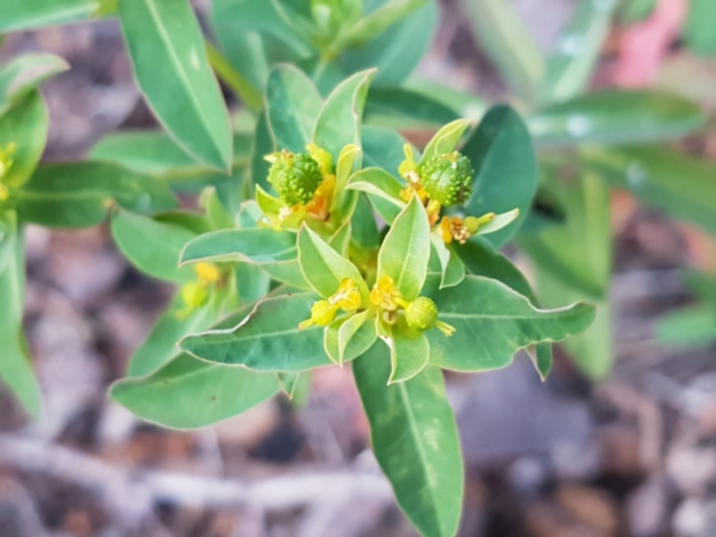 Euphorbia oblongata at Latham, ACT - 11 May 2021