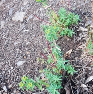 Euphorbia oblongata at Latham, ACT - 11 May 2021