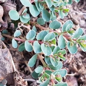 Euphorbia dallachyana at Latham, ACT - 11 May 2021