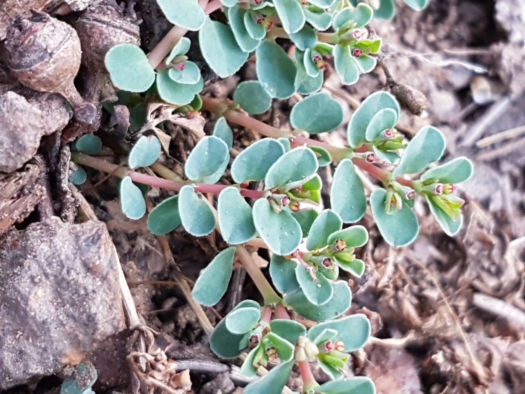 Euphorbia dallachyana at Latham, ACT - 11 May 2021