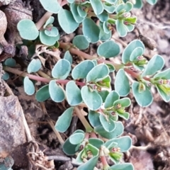 Euphorbia dallachyana (Mat Spurge, Caustic Weed) at Latham, ACT - 11 May 2021 by tpreston