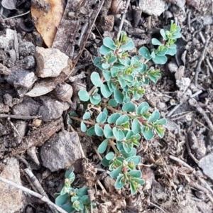 Euphorbia dallachyana at Latham, ACT - 11 May 2021