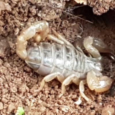 Urodacus manicatus (Black Rock Scorpion) at Latham, ACT - 11 May 2021 by trevorpreston