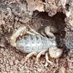 Urodacus manicatus at Latham, ACT - 11 May 2021