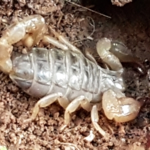 Urodacus manicatus at Latham, ACT - 11 May 2021