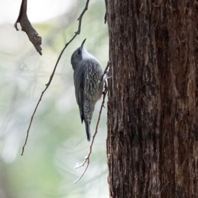 Cormobates leucophaea (White-throated Treecreeper) at Hereford Hall, NSW - 10 May 2021 by trevsci