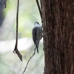 Cormobates leucophaea at Hereford Hall, NSW - 10 May 2021 11:32 AM