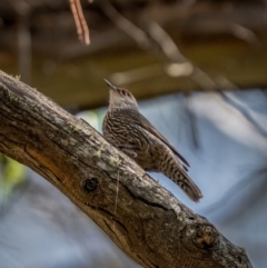 Climacteris erythrops (Red-browed Treecreeper) at Hereford Hall, NSW - 10 May 2021 by trevsci