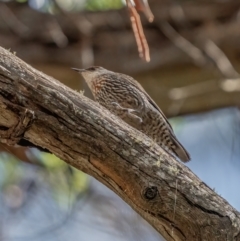 Climacteris erythrops at Hereford Hall, NSW - 10 May 2021