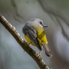 Eopsaltria australis (Eastern Yellow Robin) at Hereford Hall, NSW - 10 May 2021 by trevsci
