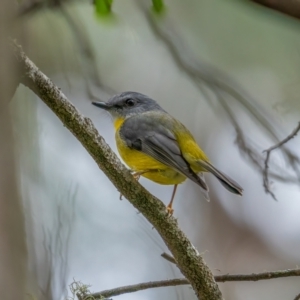 Eopsaltria australis at Hereford Hall, NSW - 10 May 2021