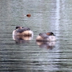 Tachybaptus novaehollandiae (Australasian Grebe) at Fadden, ACT - 11 May 2021 by RodDeb