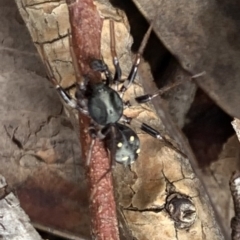 Habronestes sp. (genus) at Murrumbateman, NSW - 11 May 2021 02:06 PM