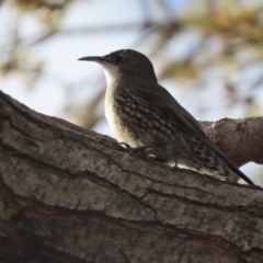 Cormobates leucophaea (White-throated Treecreeper) at Griffith, ACT - 11 May 2021 by roymcd