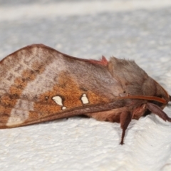 Oxycanus dirempta (Variable Oxycanus) at Melba, ACT - 11 May 2021 by kasiaaus