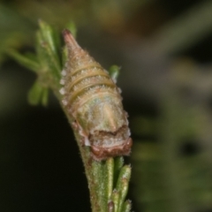 Membracidae sp. (family) (Unidentified Horned treehopper) at Melba, ACT - 11 May 2021 by kasiaaus