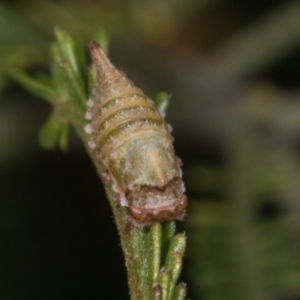 Membracidae sp. (family) at Melba, ACT - 11 May 2021