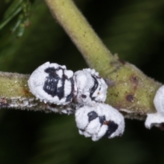 Melanococcus albizziae (Acacia Mealybug) at Melba, ACT - 11 May 2021 by kasiaaus