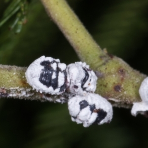 Melanococcus albizziae at Melba, ACT - 11 May 2021