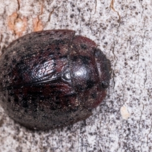 Trachymela sp. (genus) at Melba, ACT - 11 May 2021